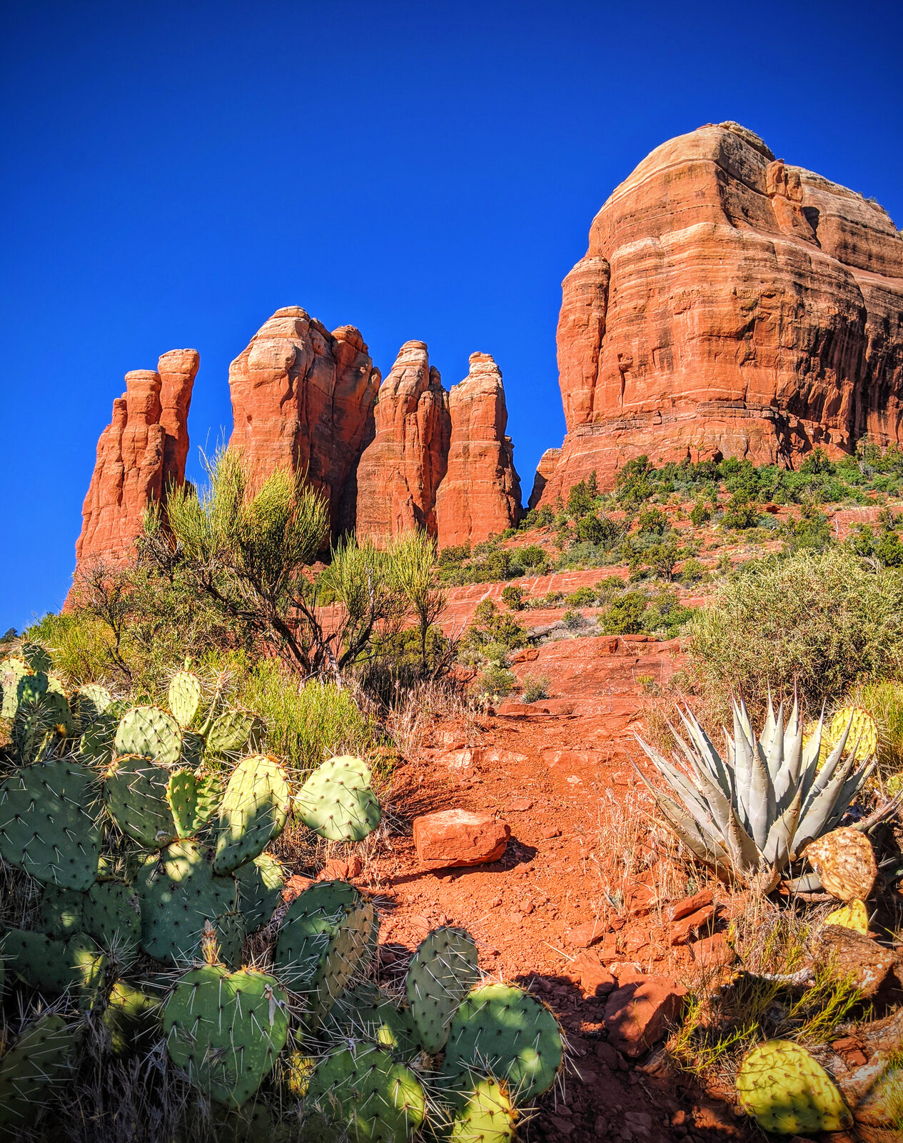 Sedona's red sandstone spires rising above prickly pear cactus and desert brush under a deep blue sky.