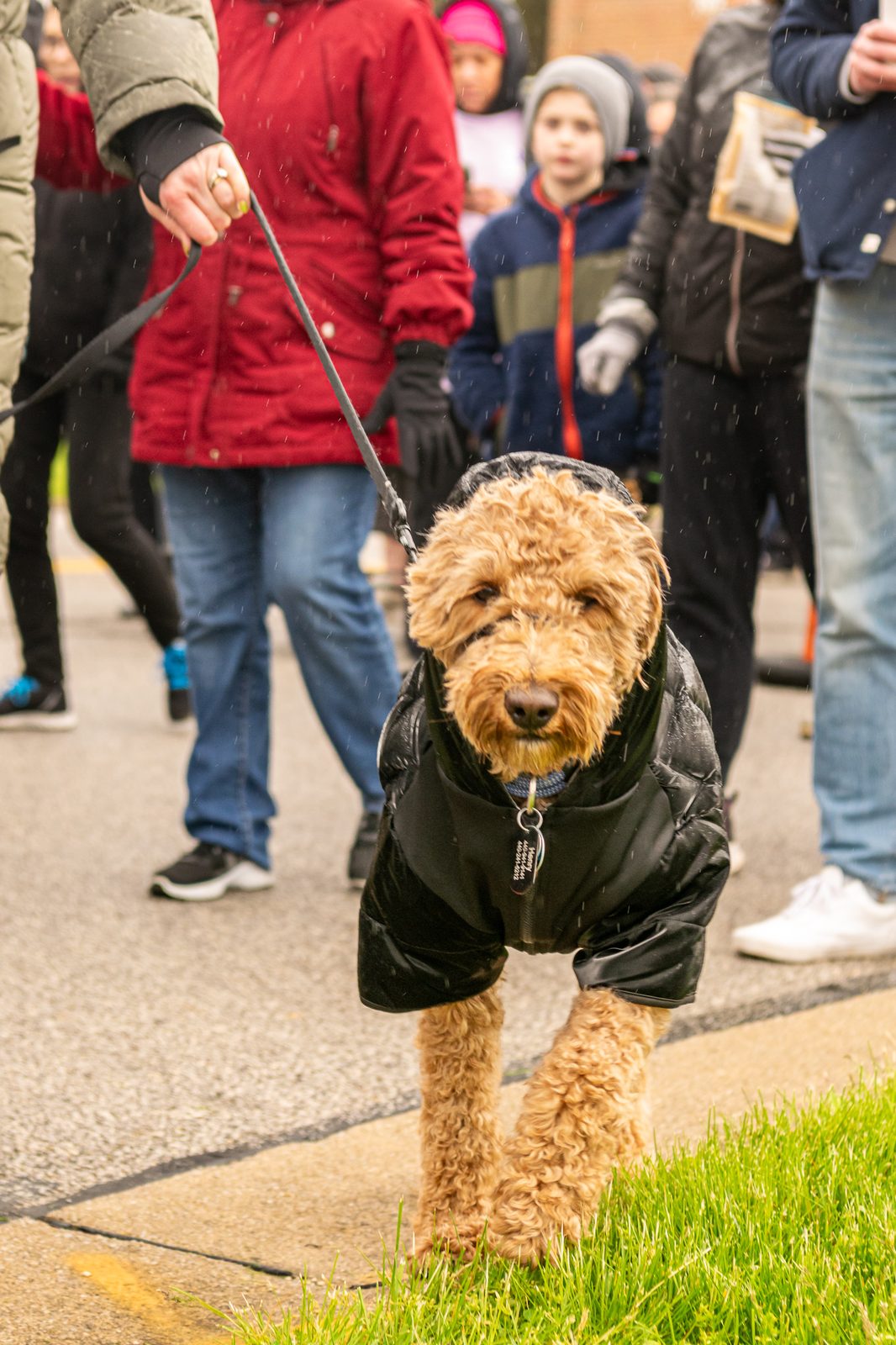A goldendoodle in a black leather jacket walking the Hope Walk route on a leash.